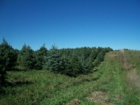 concolor-fir-07