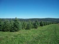 concolor-fir-08