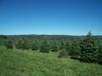 concolor-fir-09