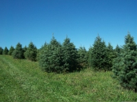 concolor-fir-10