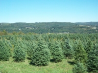 concolor-fir-11