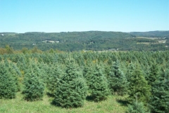 Concolor Fir - Abies Concolor