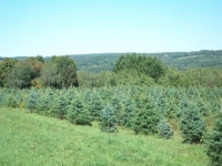 concolor-fir-12