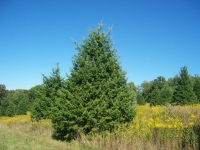 df_16ft