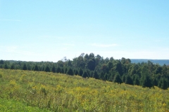 Douglas Fir - Pseudotsuga menziesii