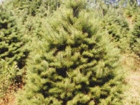 douglas-fir-5