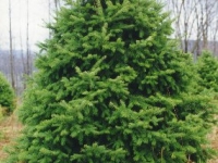 douglas-fir-8