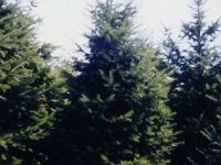 douglas-fir