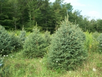 engelmann-spruce-01