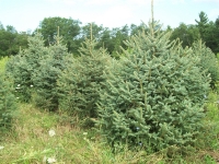 engelmann-spruce-02