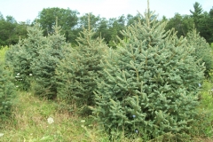 Engelmann Spruce - Picea Engelmannii