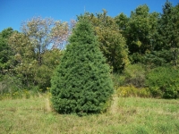 Concolor Fir - Abies Concolor