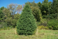 Fir Trees