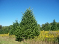 Douglas Fir - Pseudotsuga menziesii