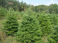 Grand Fir - Abies Grandis