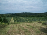 mixed-fir-01