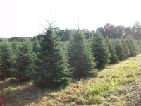 frasier-fir-01