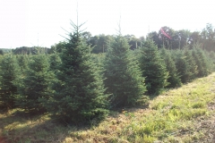 Fraiser Fir - Abies Fraseri