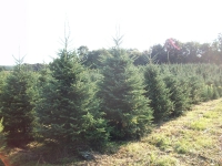 frasier-fir-02