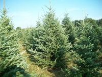 frasier-fir-03
