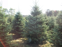 frasier-fir-04
