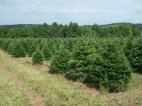 grand-fir-01