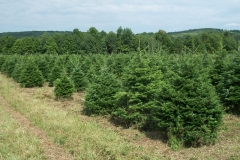 Grand Fir - Abies Grandis