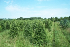 Hemlock - Tsuga Canadensis
