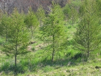japlarch_4-5ft