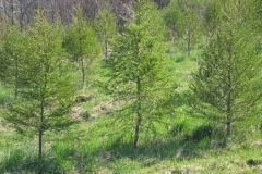 Japanese Larch - Larix Leptolepsis