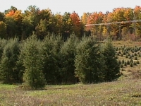 larch-16-2