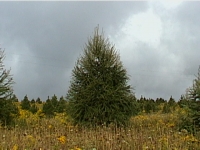 larch-16