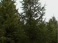 natural-larch