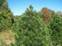 Austrian Pine