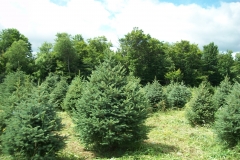 Meyer Spruce Picea Meyer