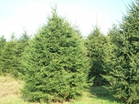 norway-spruce-01