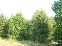 norway-spruce-02