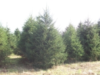 norway-spruce-03