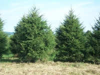 norway-spruce-04