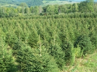 norway-spruce-05