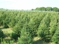 norway-spruce-06
