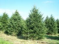 norway-spruce-07