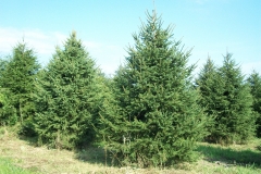 Norway Spruce - Picea Abies