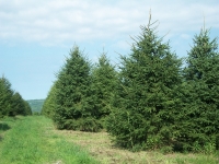 norway-spruce-08