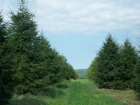 norway-spruce-09
