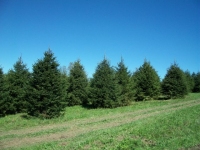 norway-spruce-10