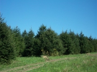 norway-spruce-11
