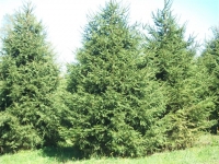 norway-spruce-12