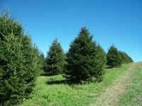 norway-spruce-13