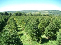 norway-spruce-14